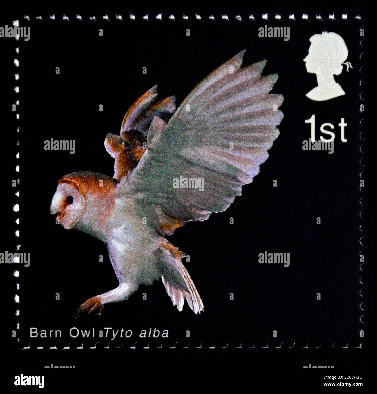 Postage stamp. Great Britain. Queen Elizabeth II. Birds of Prey. Barn Owl. Barn Owl Landing. 1st. 2003. Stock Photo