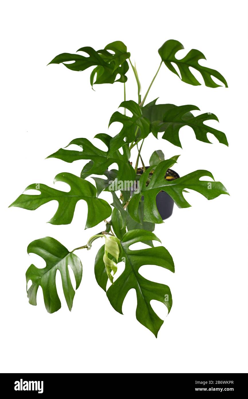 Exotic 'Rhaphidophora Tetrasperma', a trendy tropical house plant with  small leaves with windows, also called 'Monstera Minima' Or 'Piccolo'  isolated Stock Photo - Alamy