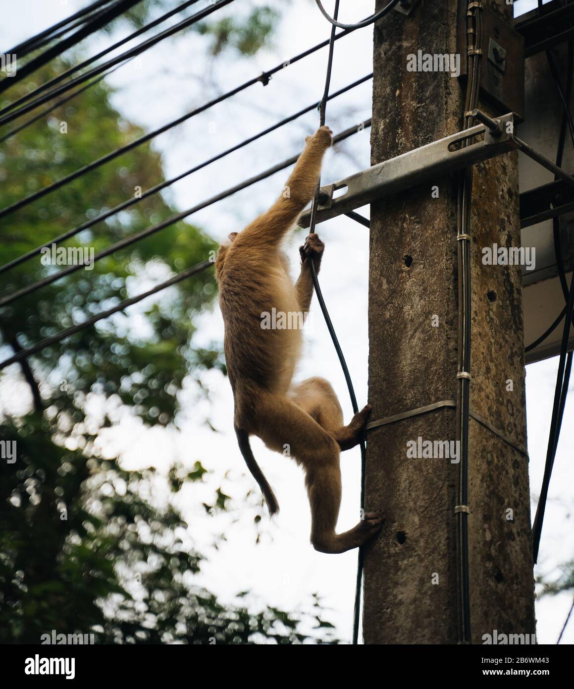 Indian electric post hi-res stock photography and images - Alamy