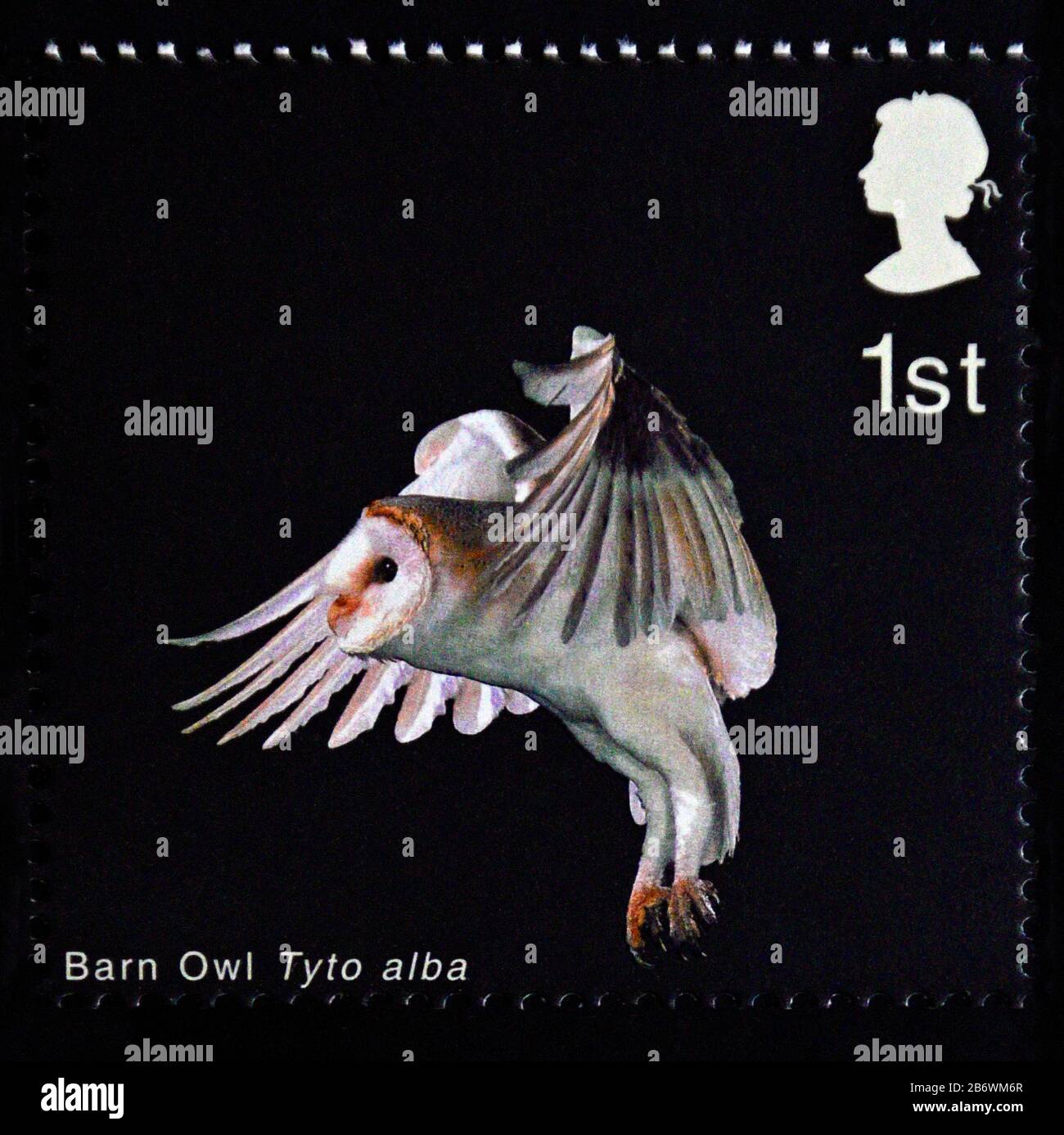 Postage stamp. Great Britain. Queen Elizabeth II. Birds of Prey. Barn Owl. Barn Owl with Folded Wings and Legs  down. 1st. 2003. Stock Photo