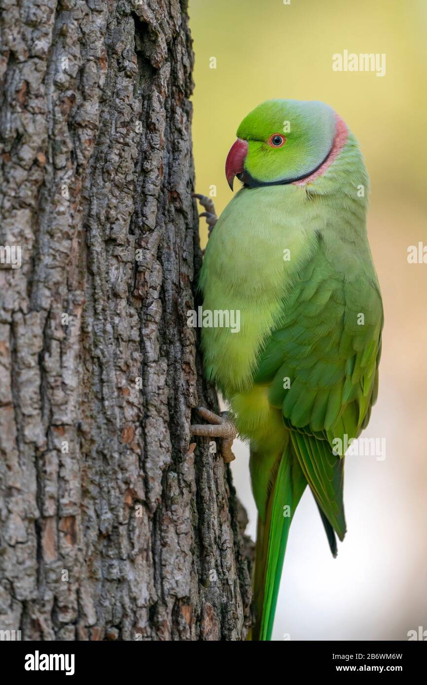 Rose-ringed Parakeet, Ring-necked Parakeet (Psittacula krameri). Free-ranging bird clinging to the bark of a tree. Germany Stock Photo