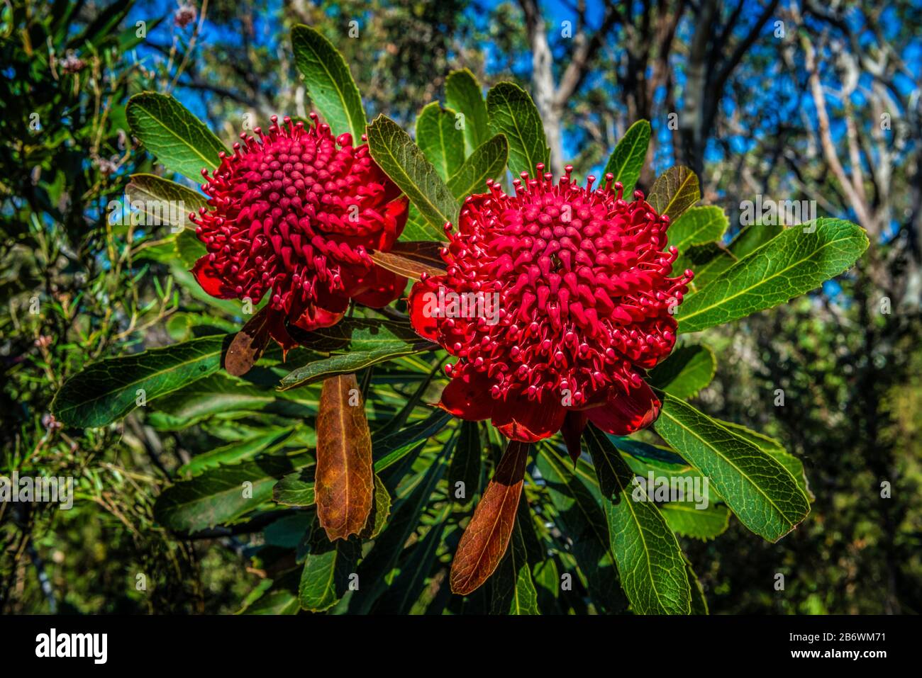 Waratah Flowers, Australia. Telopea Speciosissima, New South Wales Emblem Stock Photo Alamy