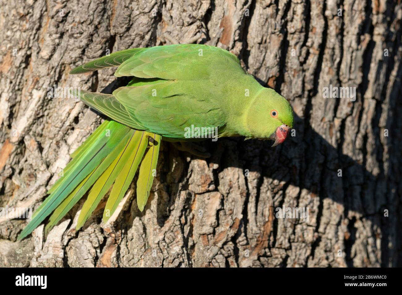Rose-ringed Parakeet, Ring-necked Parakeet (Psittacula krameri). Free-ranging bird clinging to the bark of a tree. Germany Stock Photo