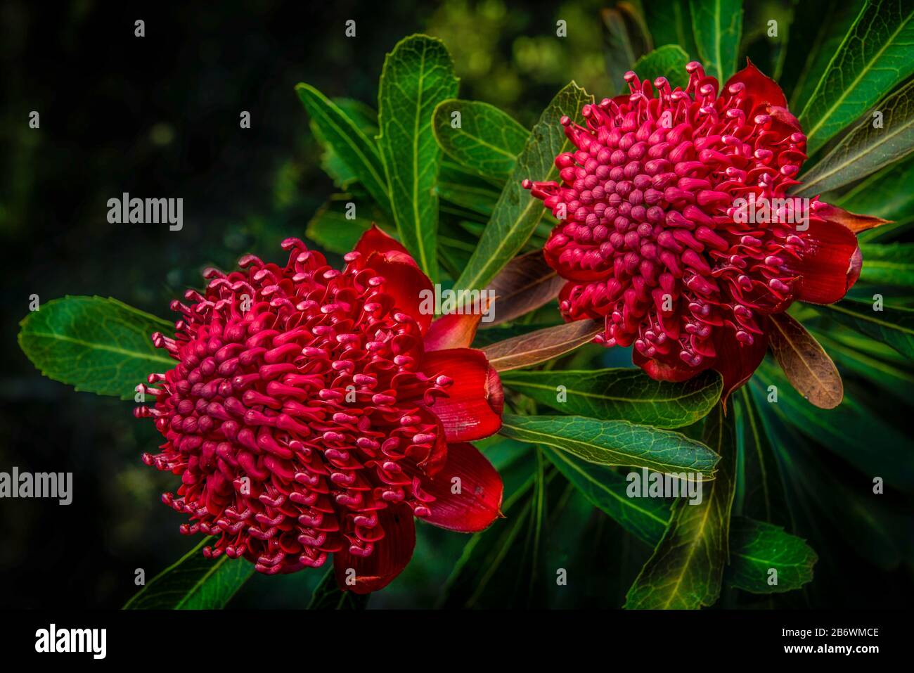 Waratah Flowers, Australia. Telopea Speciosissima, New South Wales Emblem Stock Photo