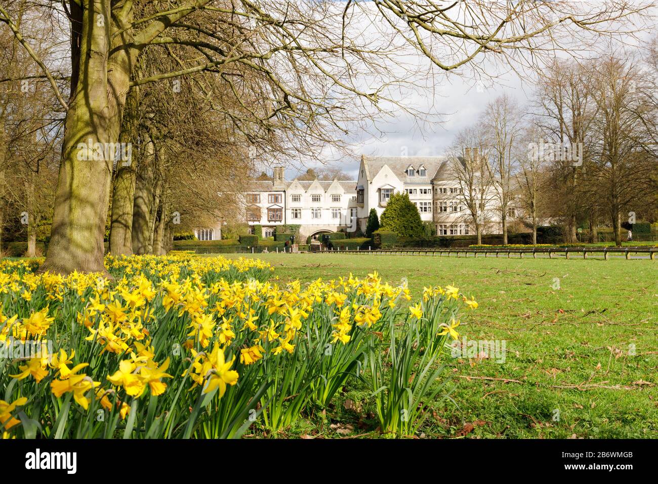Binley, Warwickshire, March 2020: Daffodils surround the trees in the avenue leading to Coombe Abbey Hotel, a Grade I listed building. Stock Photo