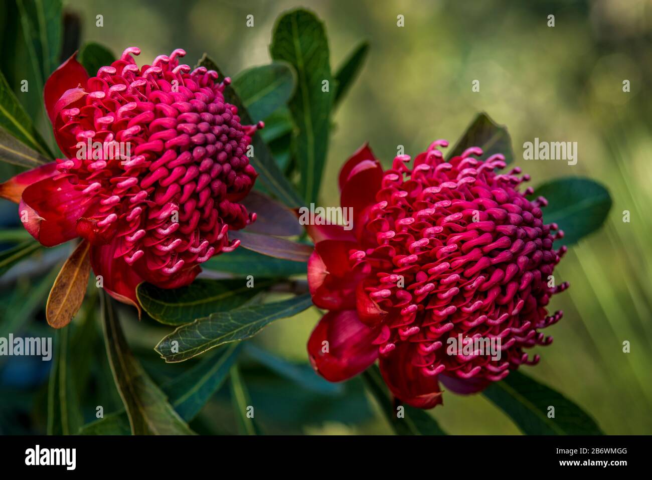 Waratah Flowers, Australia. Telopea Speciosissima, New South Wales Emblem Stock Photo