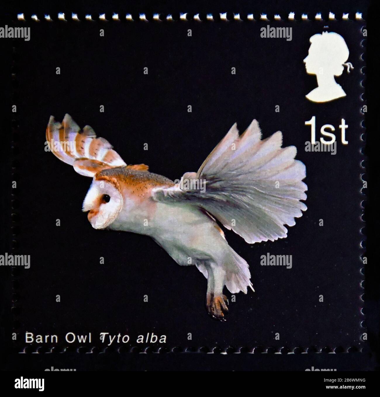 Postage stamp. Great Britain. Queen Elizabeth II. Birds of Prey. Barn Owl. Barn Owl with extended Wings and Legs down . 1st. 2003. Stock Photo