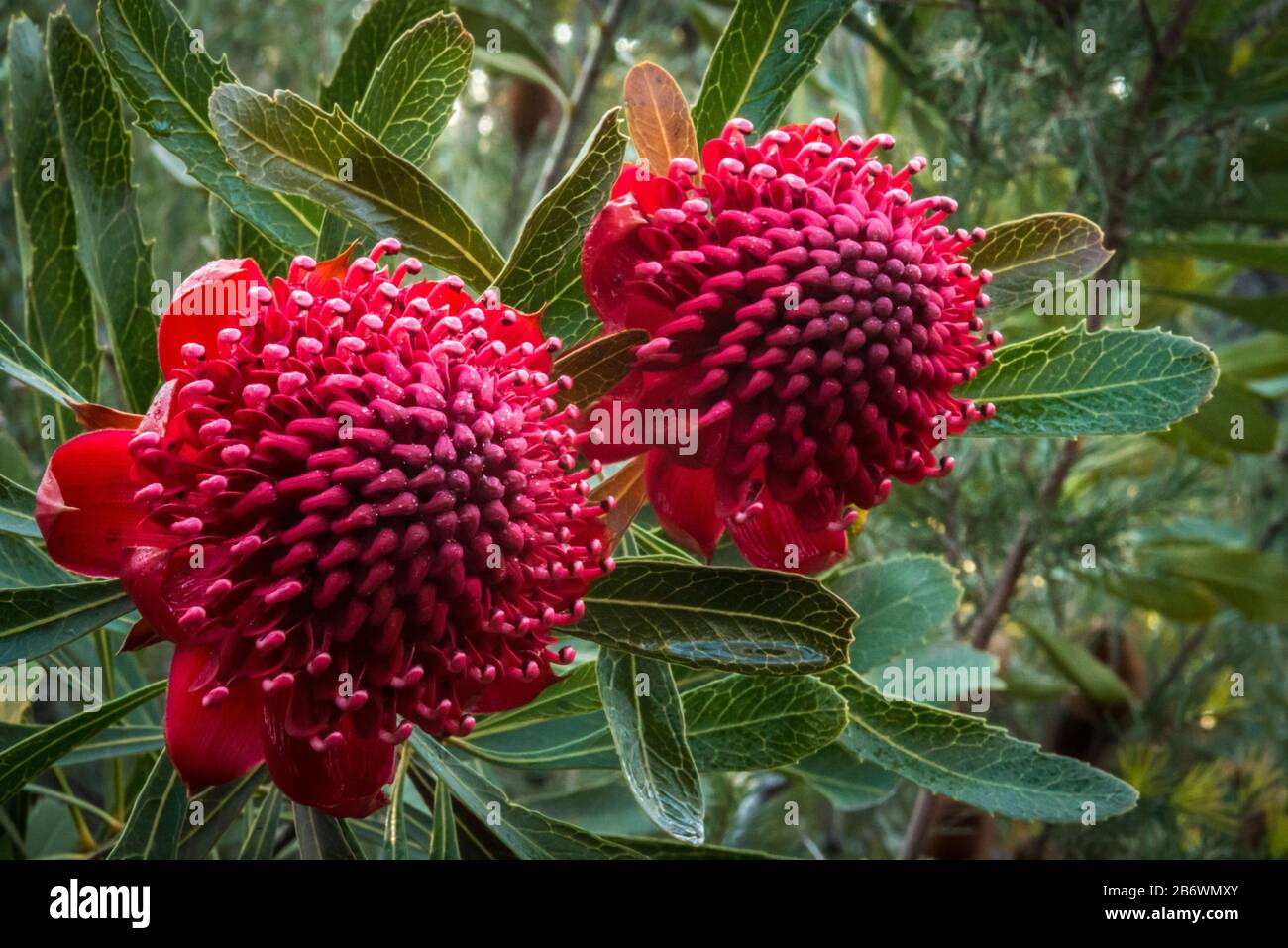 Waratah Flowers, Australia. Telopea Speciosissima, New South Wales Emblem Stock Photo