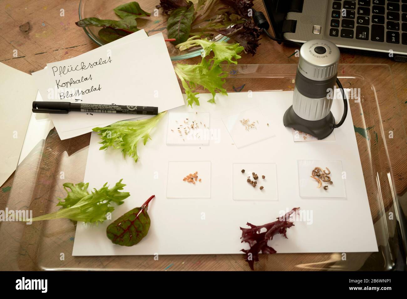 Children investigating food. Salad and lettuce seeds, ready for examination under a microscope. Learning according to the Reggio Pedagogy principle, playful understanding and discovery. Germany Stock Photo
