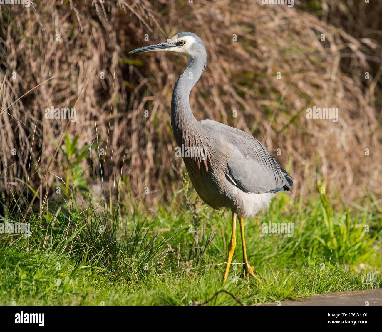 Grey Egret Hi res Stock Photography And Images Alamy grey-egret-hi-res-stock-photography-and-images-alamy