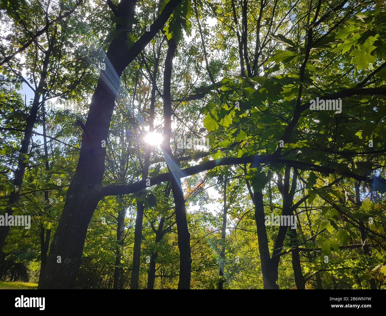 tops of the trees in a summer forest Stock Photo Alamy