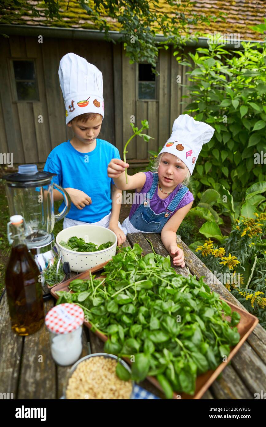 Children investigating food. Series: Making pesto. Learning according to the Reggio Pedagogy principle, playful understanding and discovery. Germany. Stock Photo