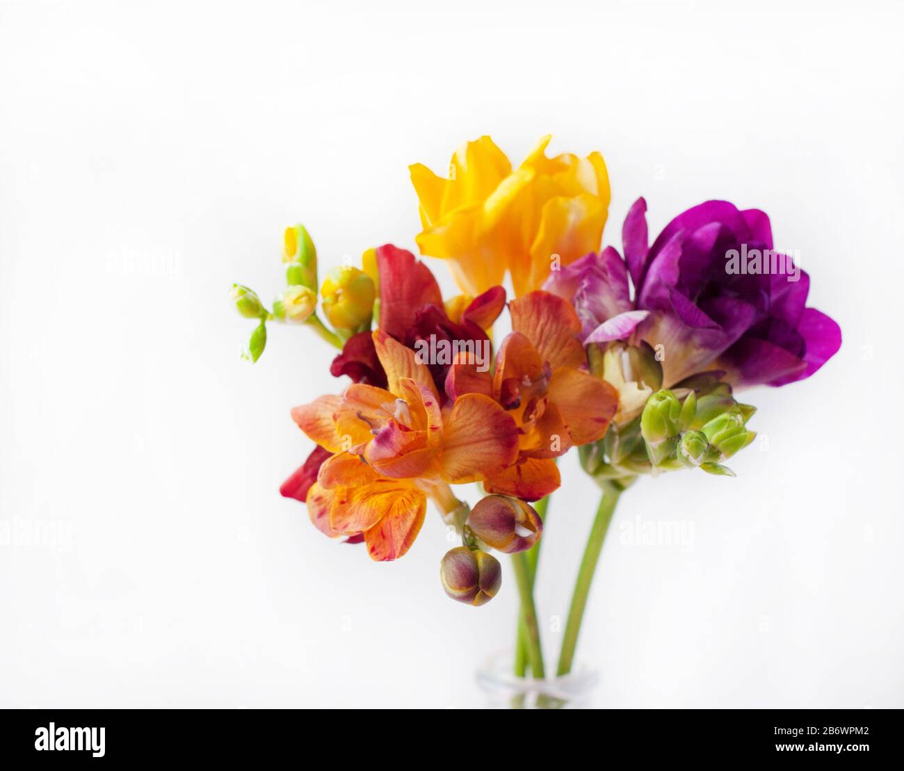 Purple freesia hi-res stock photography and images - Alamy