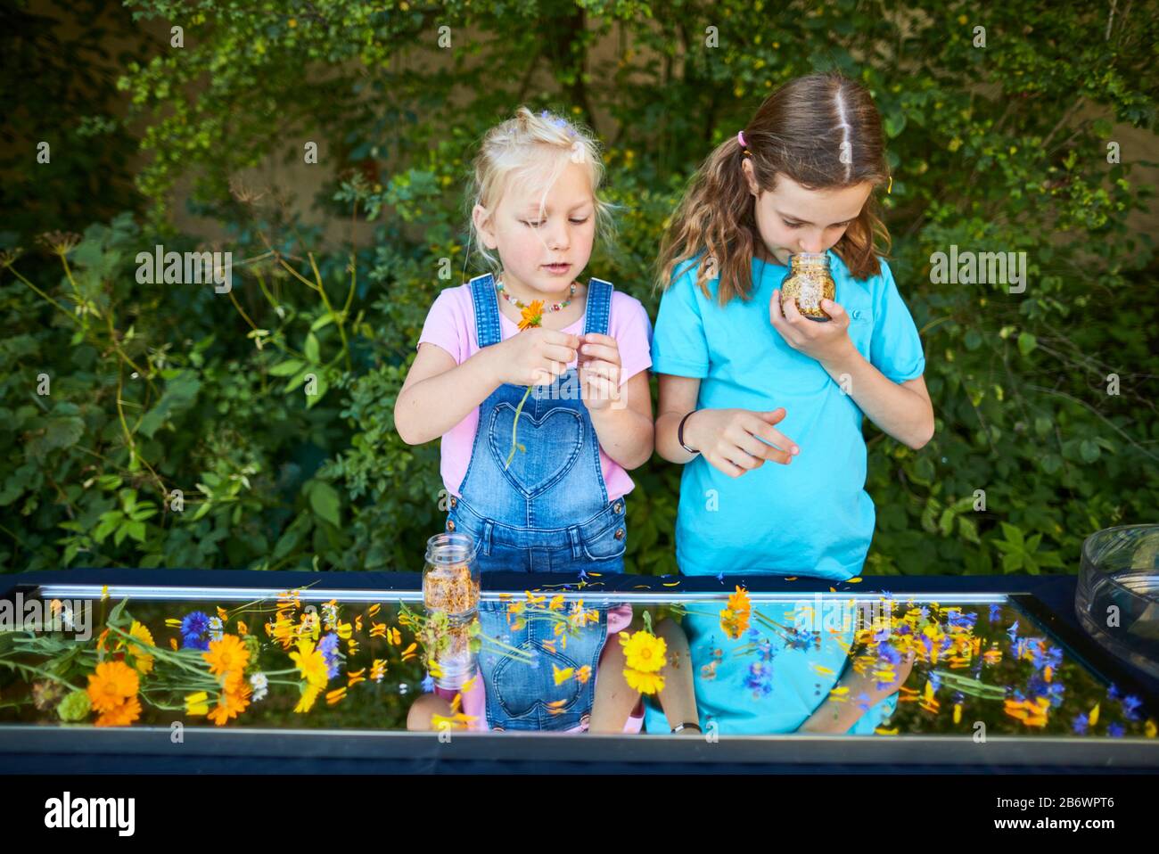 Children investigating food. Series: Preparation of flower sugar. Drying suitable flowers. Learning according to the Reggio Pedagogy principle, playful understanding and discovery. Germany. Stock Photo