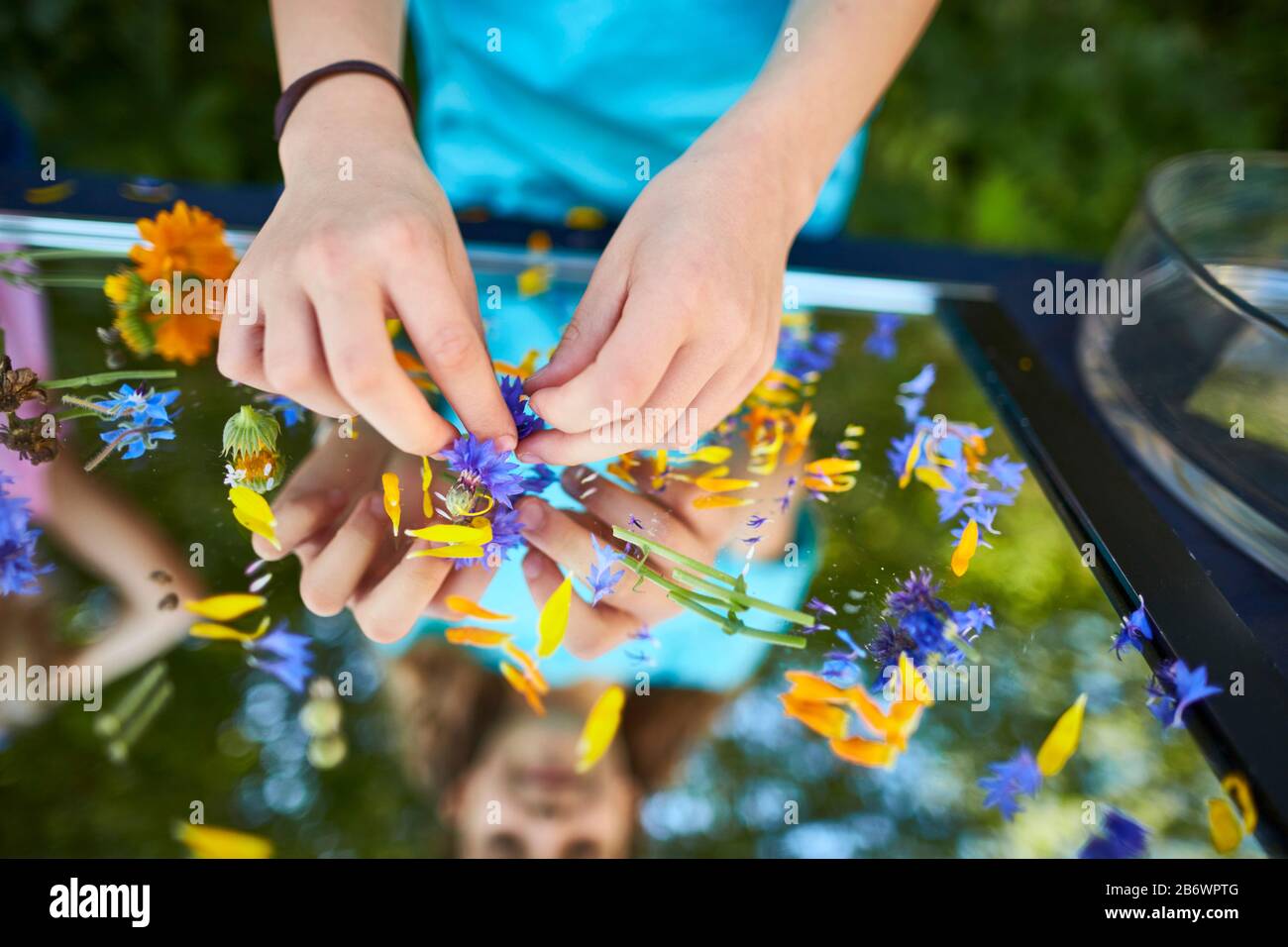 Children investigating food. Series: Preparation of flower sugar. Drying suitable flowers. Learning according to the Reggio Pedagogy principle, playful understanding and discovery. Germany. Stock Photo