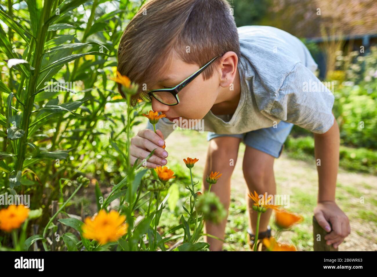 Children investigating food. Series: Preparation of a herbal drink. Picking edible flowers. Learning according to the Reggio Pedagogy principle, playful understanding and discovery. Germany. Stock Photo