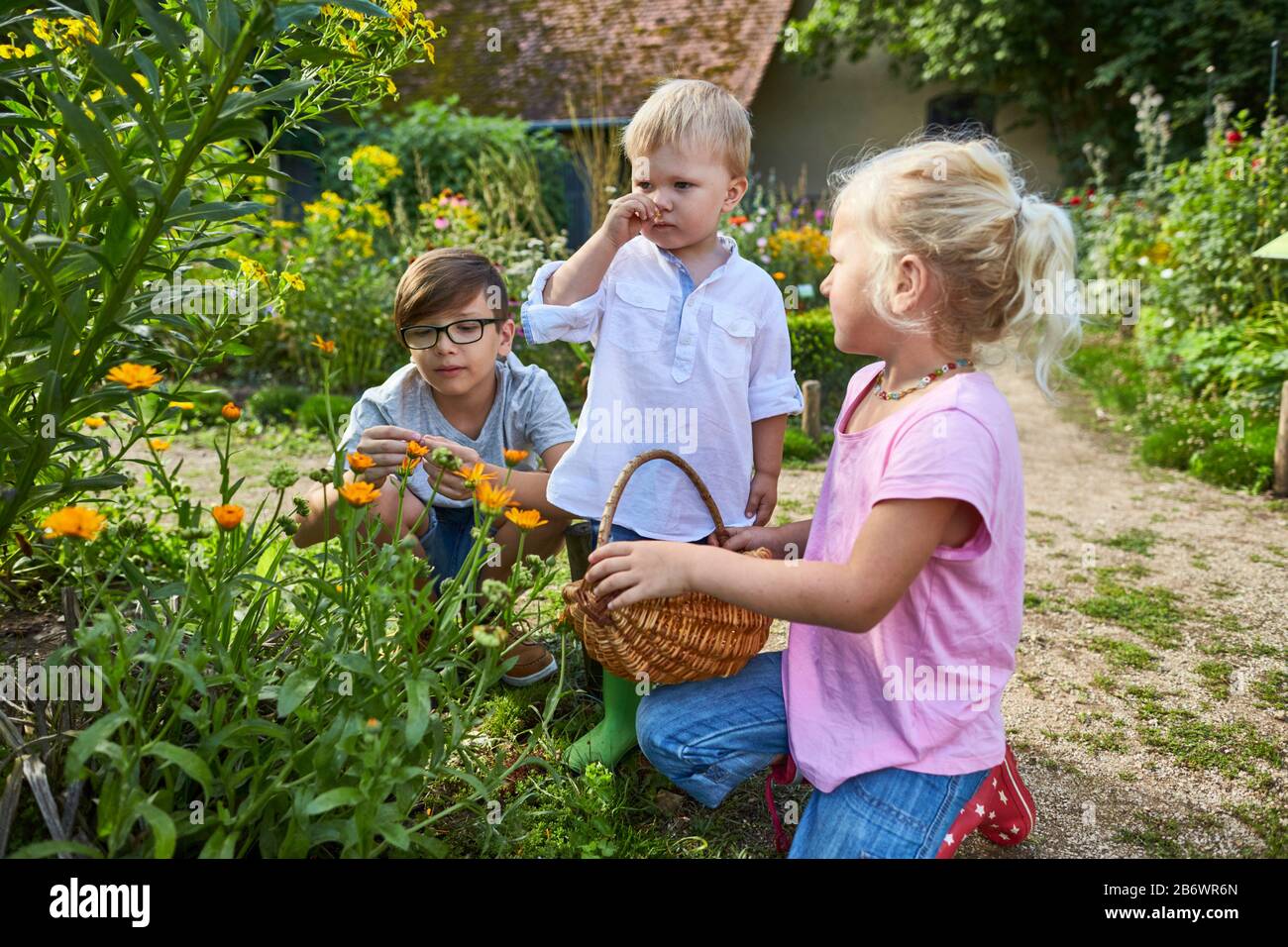 Children investigating food. Series: Preparation of a herbal drink. Picking edible flowers. Learning according to the Reggio Pedagogy principle, playful understanding and discovery. Germany. Stock Photo