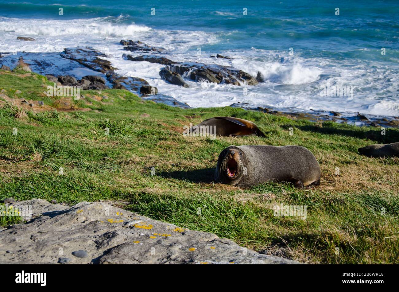 Yawning Sea Lion at Cape Palliser, New Zealand Stock Photo