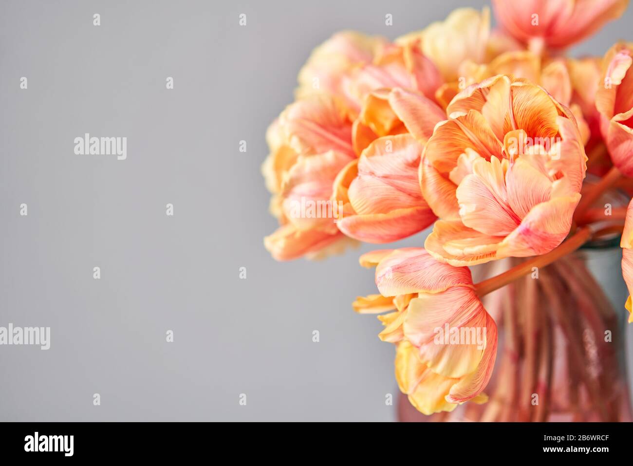 Beautiful orange and with red streaks tulips in vase. Flower background