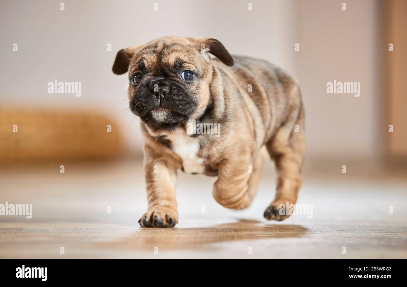 german bulldog puppy