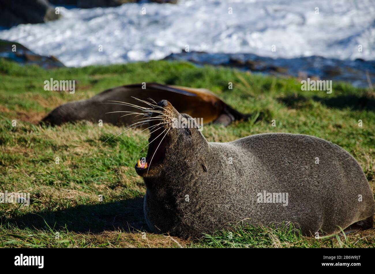 Yawning Sea Lion at Cape Palliser, New Zealand Stock Photo