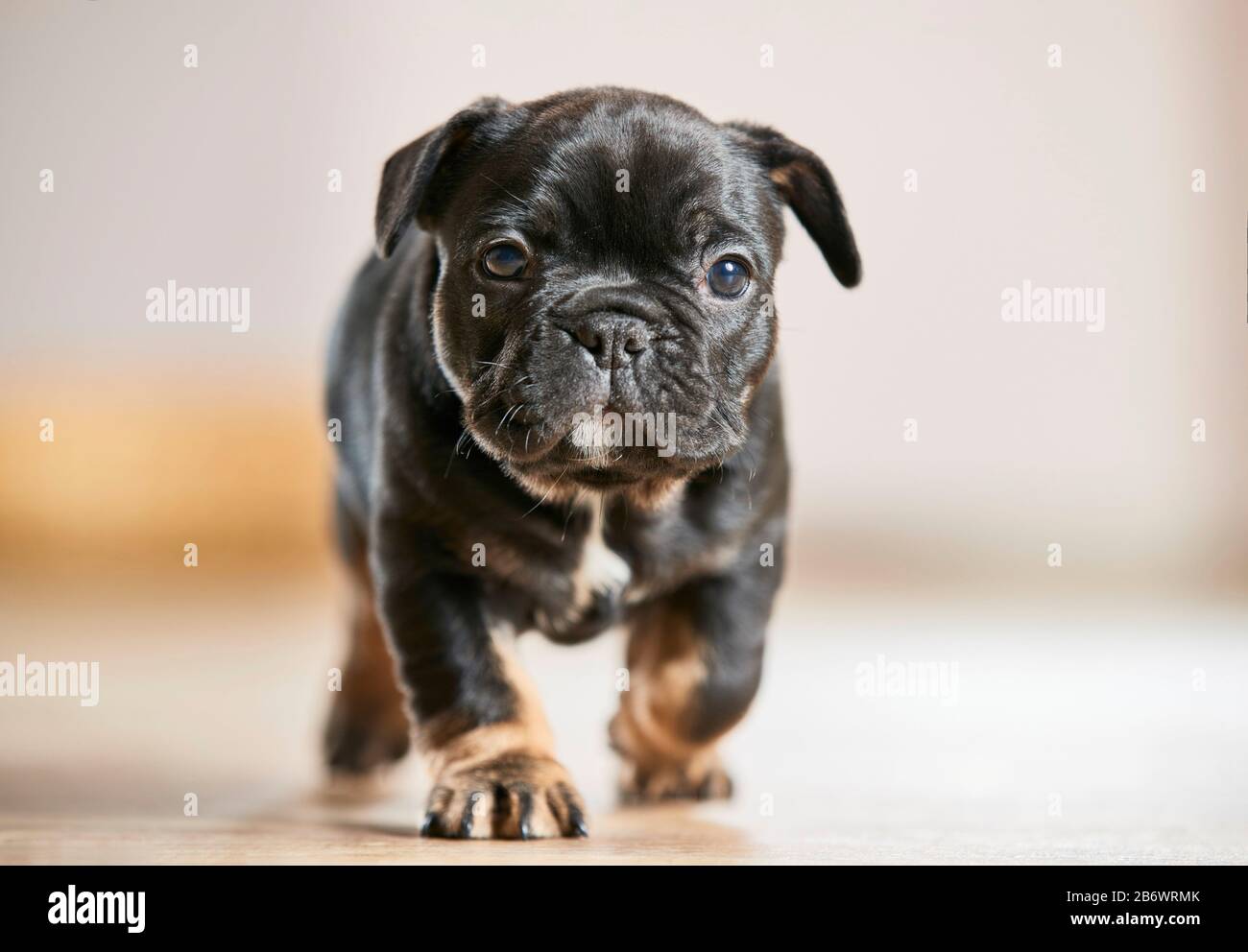French Bulldog. Puppy walking on parquet. Germany Stock Photo