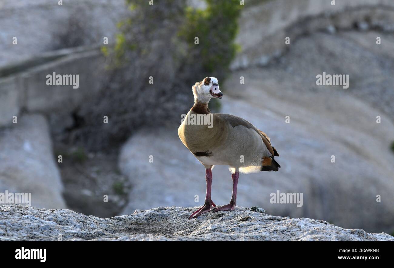 Egyptian goose on the stone. Scientific name: Alopochen aegyptiaca, family of Anatidae. South Africa. Natural habitat Stock Photo