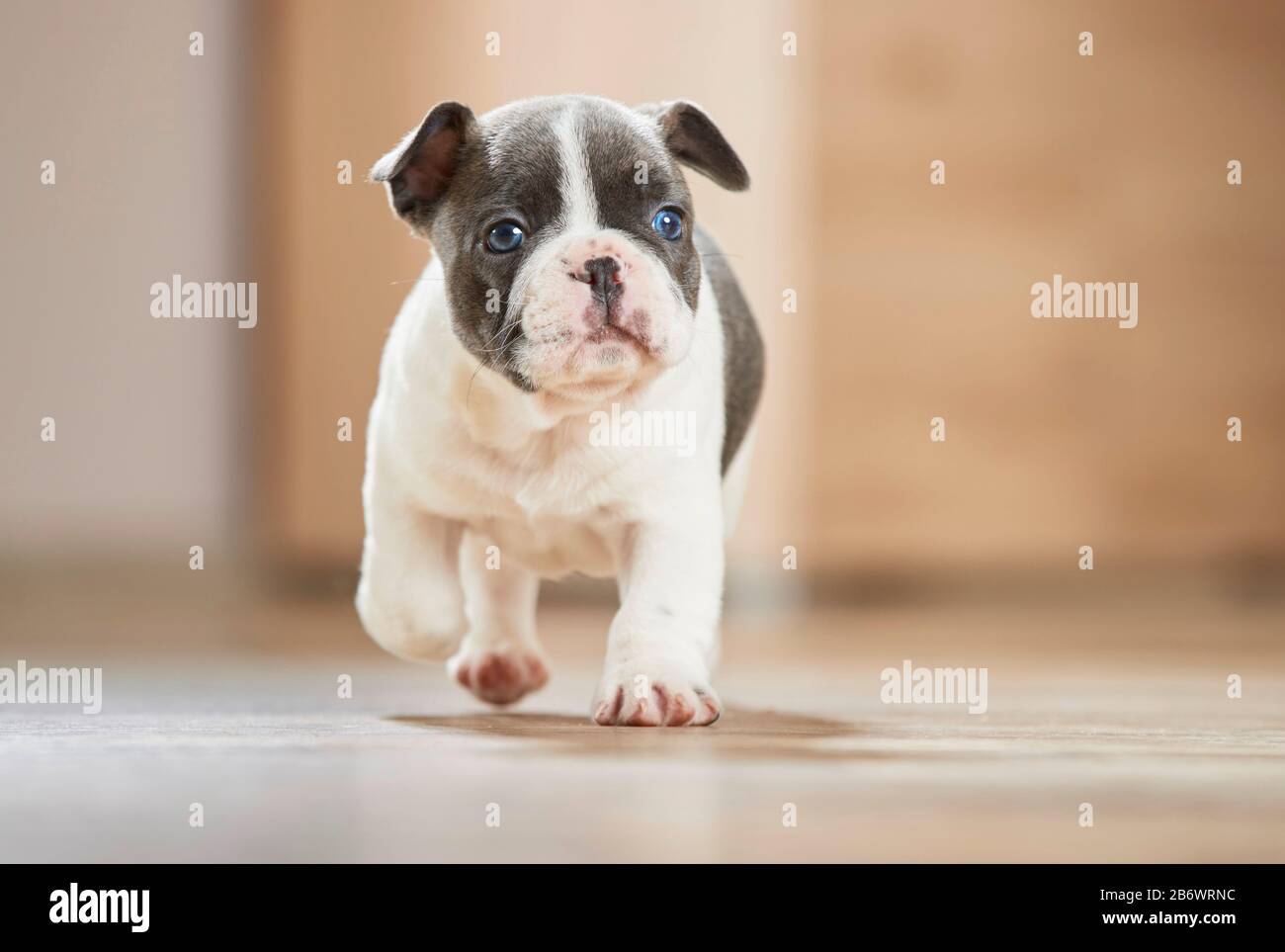 French Bulldog. Puppy walking on parquet. Germany Stock Photo