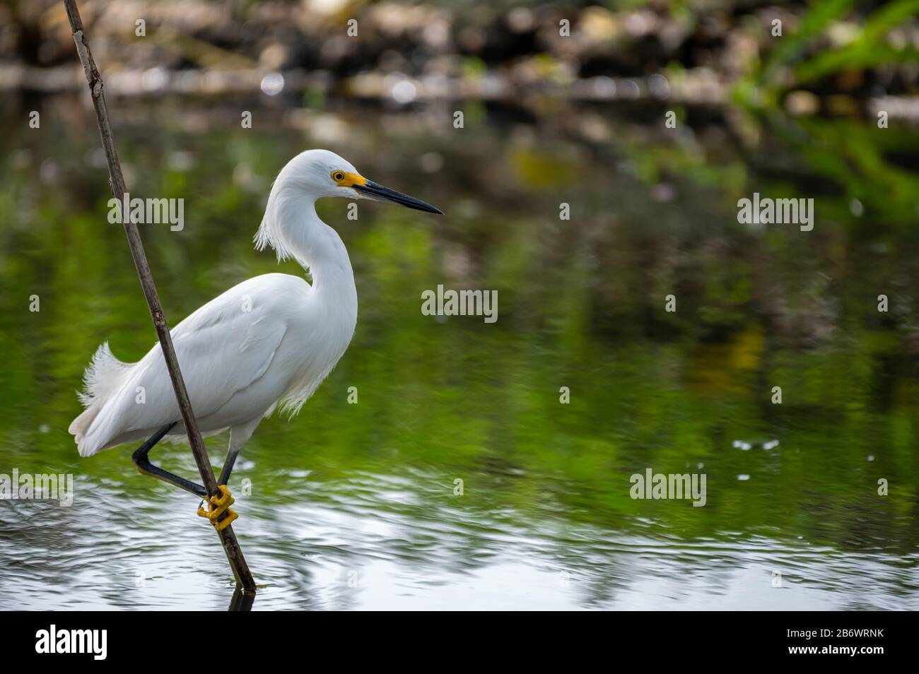 Snowy Egret (Egretta thula) is a totally white bird with black legs and conspiciously yellow toes and a black bill. Stock Photo