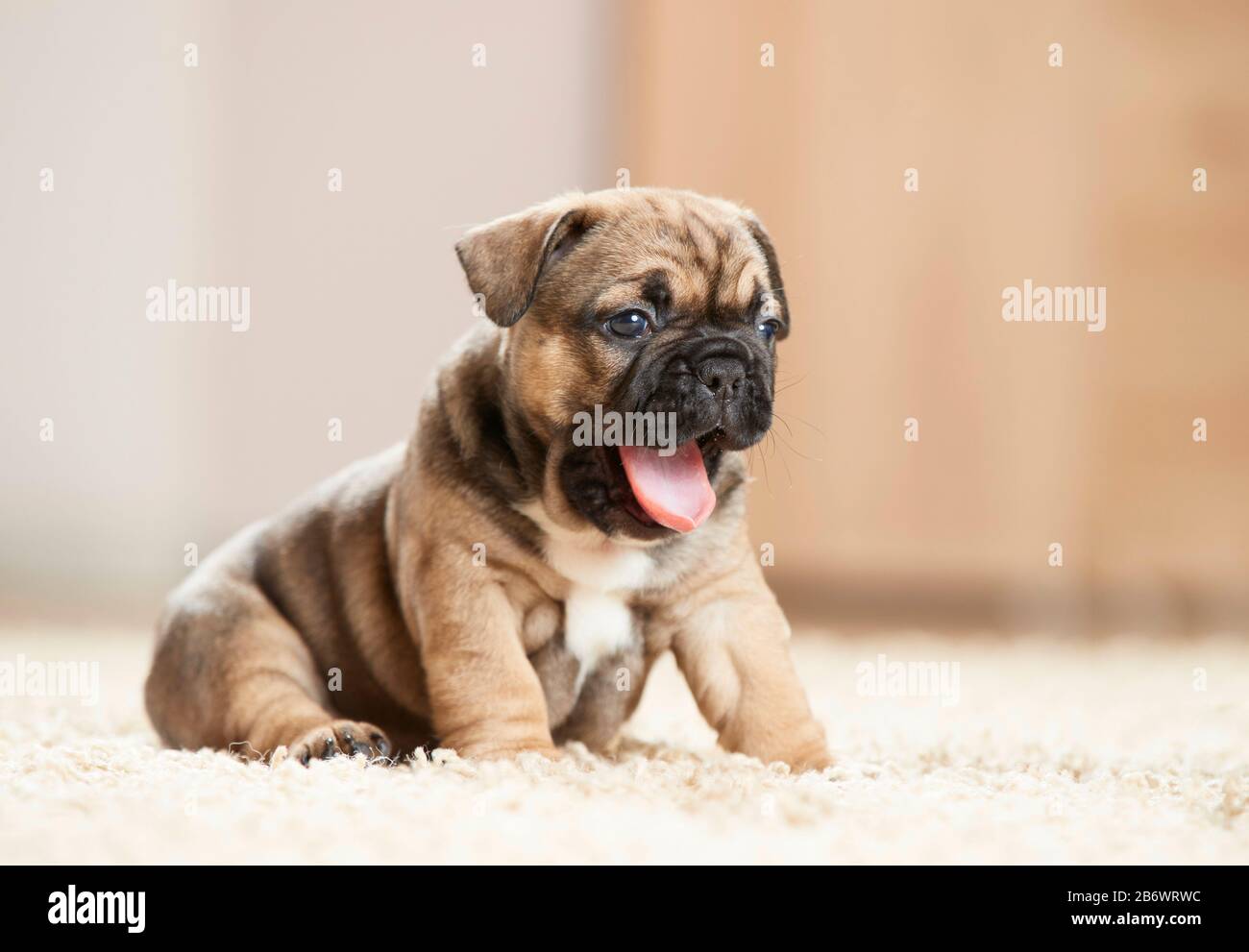 French Bulldog. Puppy sitting on a rug while yawning. Germany Stock ...