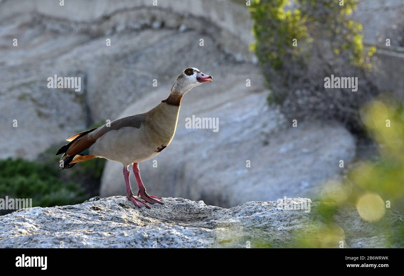 Egyptian goose on the stone. Scientific name: Alopochen aegyptiaca, family of Anatidae. South Africa. Natural habitat Stock Photo