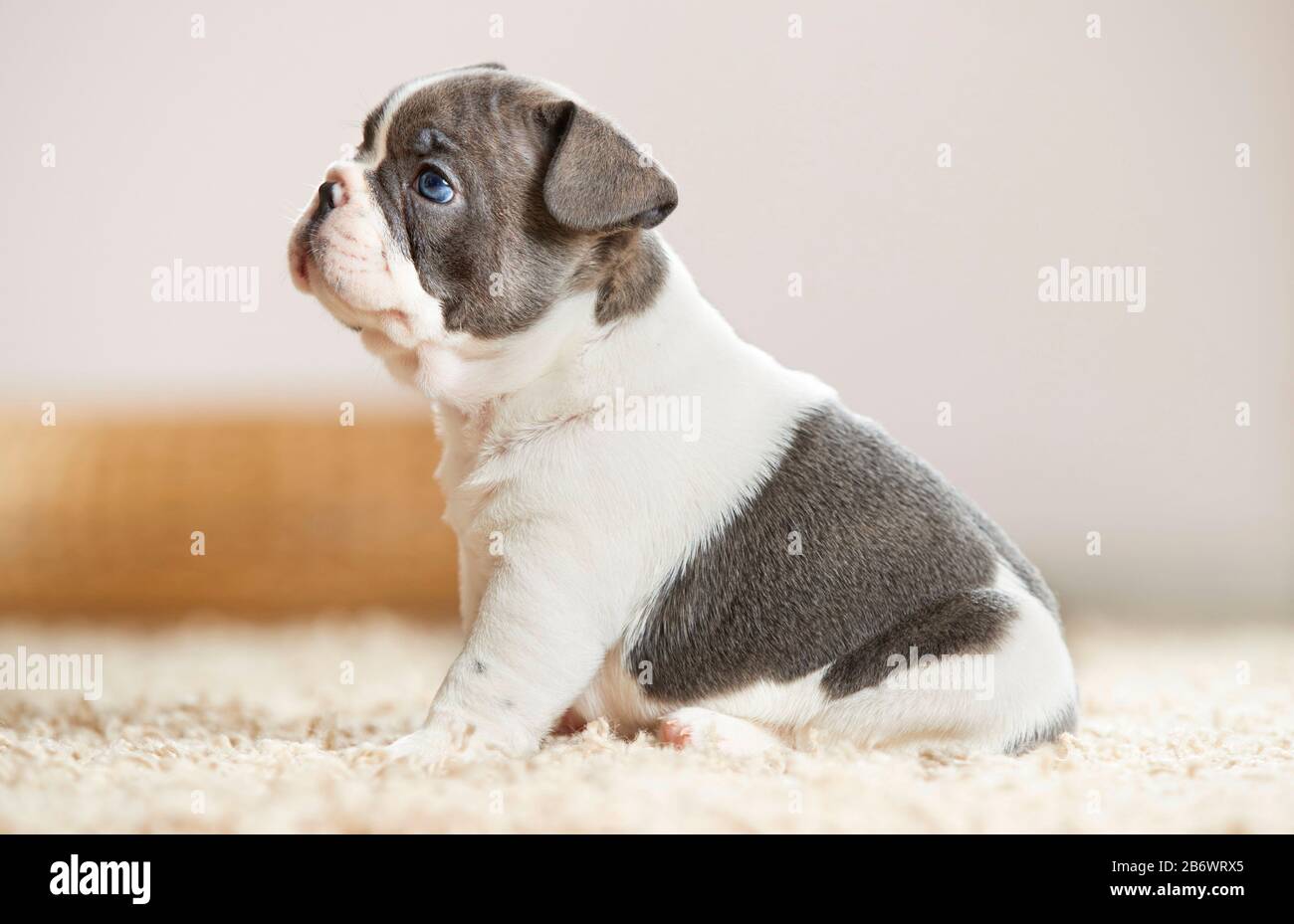 French Bulldog. Puppy sitting on a rug. Germany Stock Photo - Alamy