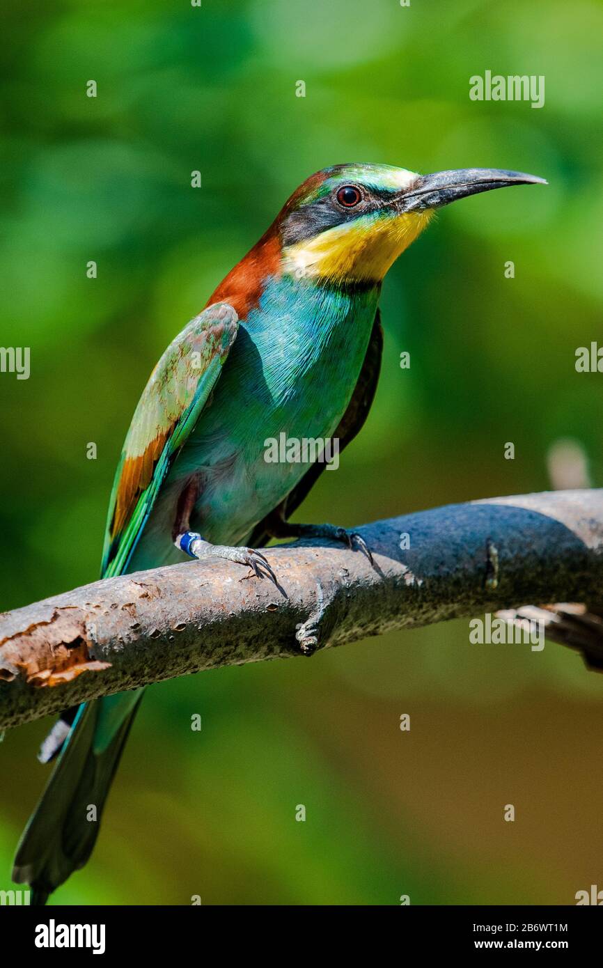 European Bee Eater (Merops apiaster) sitting in a tree Stock Photo
