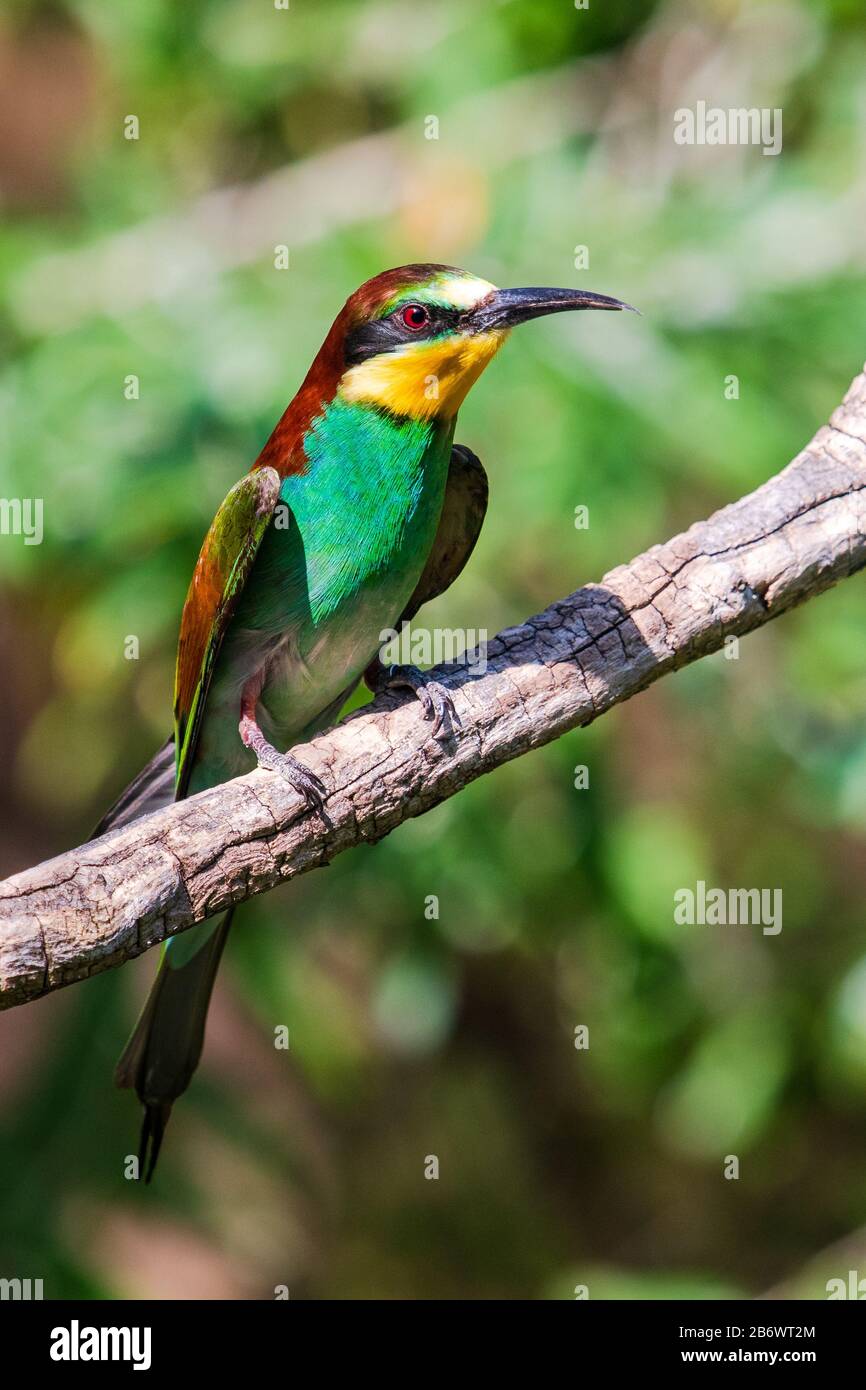 European Bee Eater (Merops apiaster) sitting in a tree Stock Photo