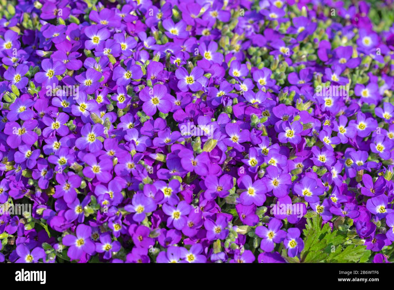 Blooming blue aubrieta, in the spring Stock Photo
