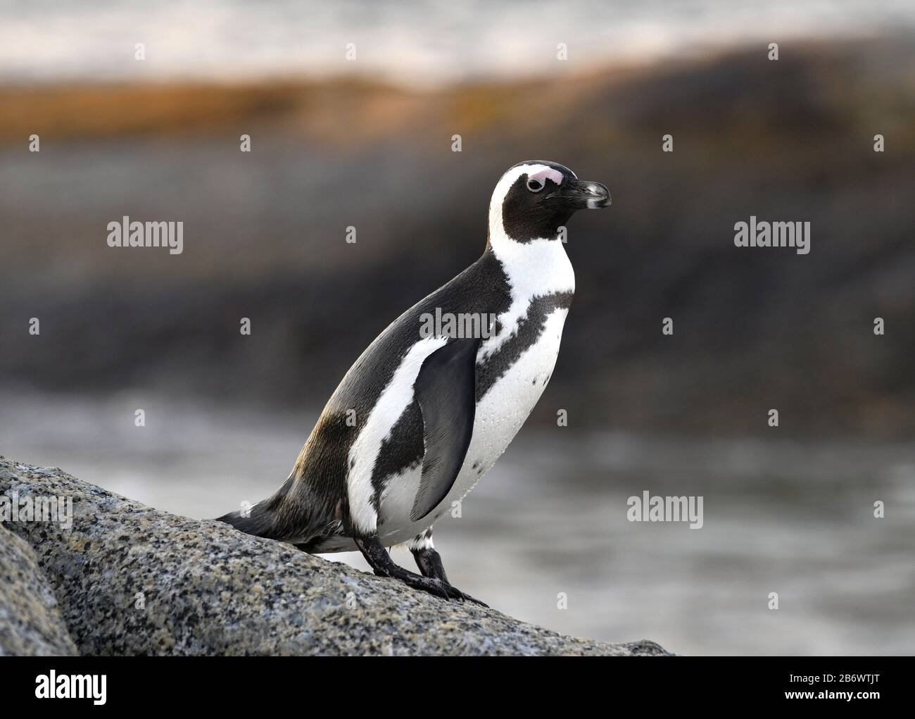 The African penguin on the boulder in the sunset twilight. Sceintific name: Spheniscus demersus, also known as the jackass penguin and black-footed pe Stock Photo