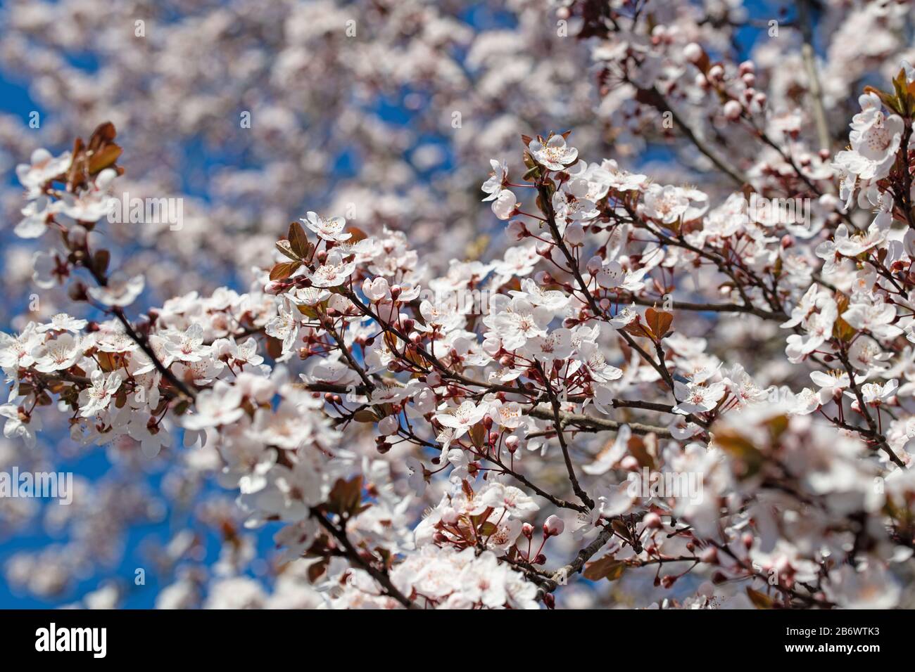 Flowering wild mirabelle, Prunus cerasifera, in spring Stock Photo