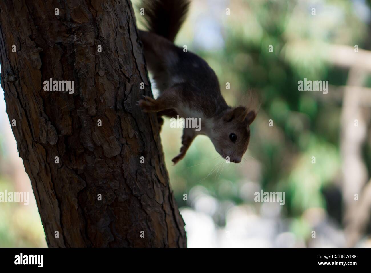 Red Squirrel Running down Tree Stock Photo Alamy