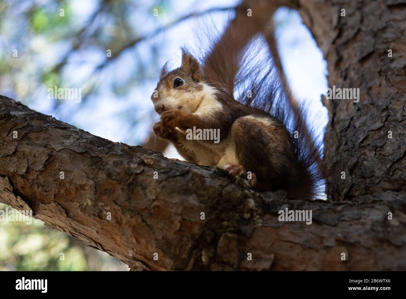 Red Squirrel Running down Tree Stock Photo Alamy