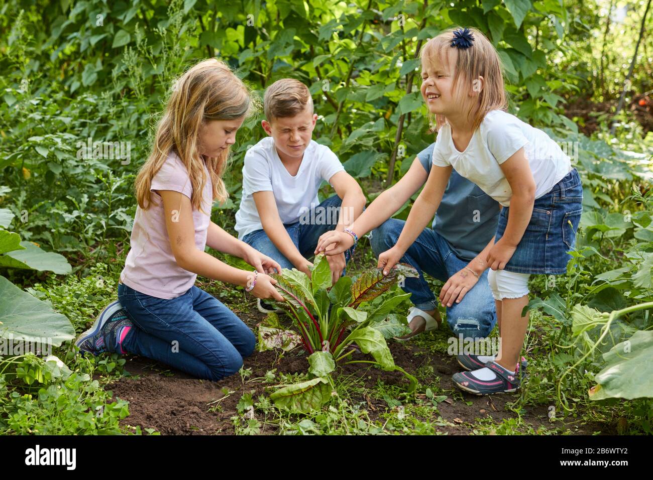 Children investigating food. Palping Swiss chard in a garden. Learning according to the Reggio Pedagogy principle, playful understanding and discovery. Germany. Stock Photo
