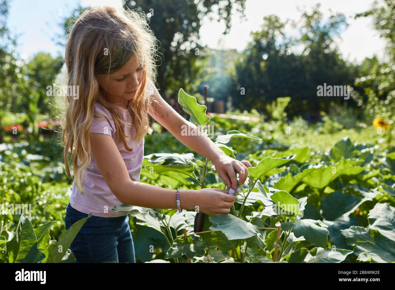 Children investigating food. A girl picks eggplants to make chips. Learning according to the Reggio Pedagogy principle, playful understanding and discovery. Germany. Stock Photo