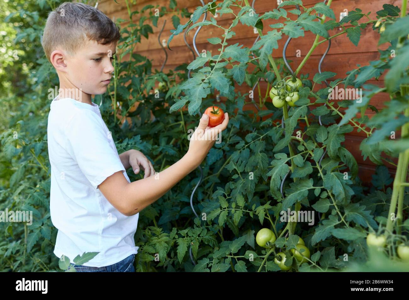 Children investigating food. A boy picks tomatoes to make ketchup. Learning according to the Reggio Pedagogy principle, playful understanding and discovery. Germany. Stock Photo