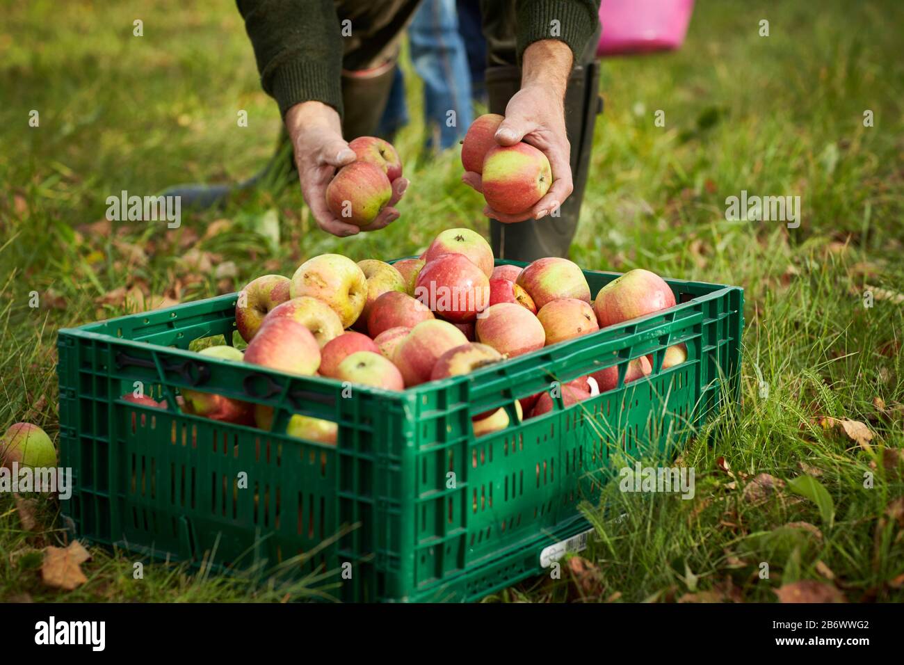 Domestic Apple (Malus domestica). Man putting ripe apples into a box. Germany Stock Photo
