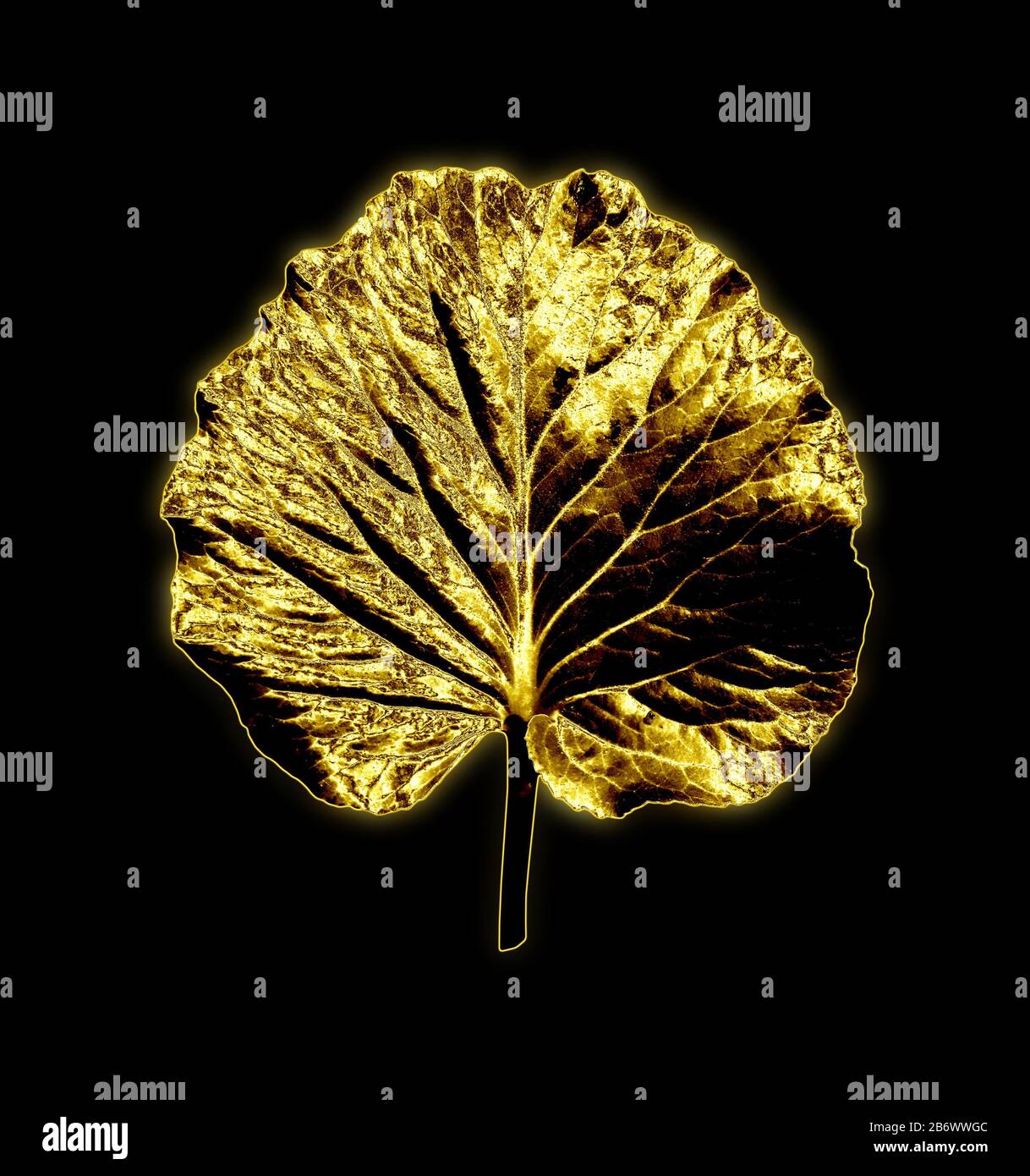 Golden tropical leaf hi-res stock photography and images - Alamy