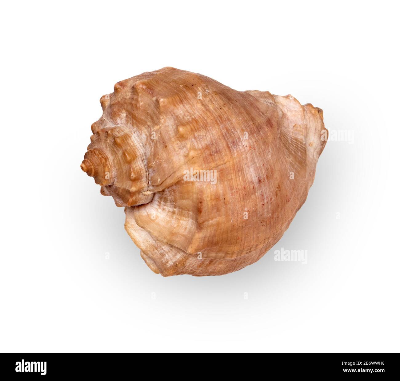 Dried empty shell of marine gastropod Rapana Venosa isolated on light background Stock Photo