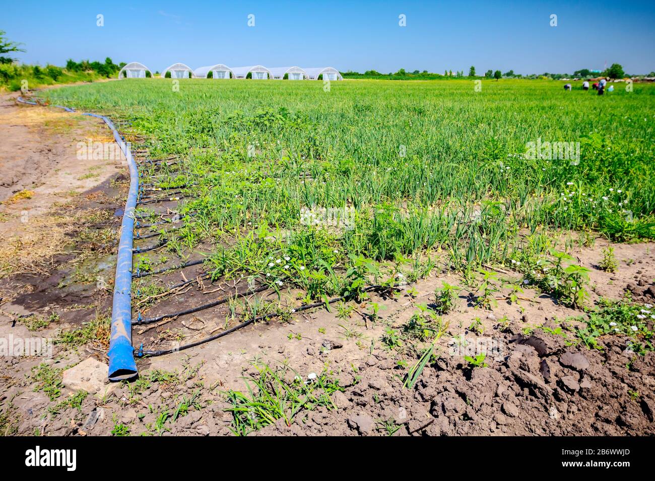 Plastic irrigation pipes were placed on the plantation of young onion. Greenhouses in the