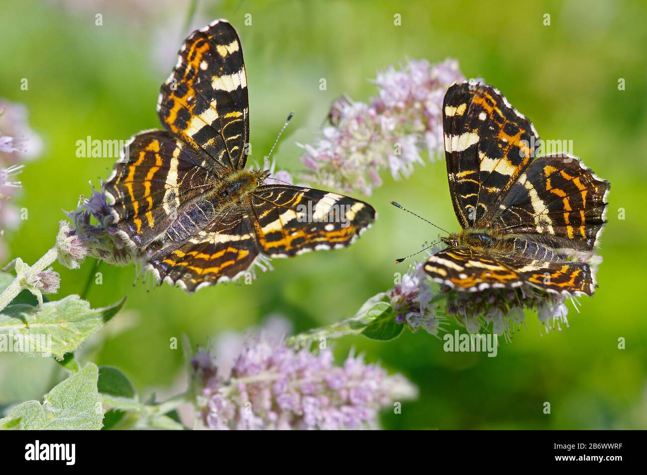 Map Butterfly (Araschnia levana f. prorsa). Two butterflies on the flowers of mint, summer brood. Austria Stock Photo