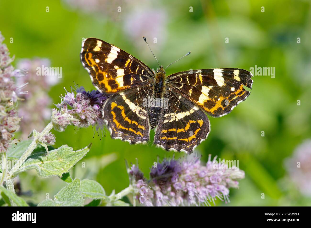 Map Butterfly (Araschnia levana f. prorsa) on the flowers of mint. Austria Stock Photo