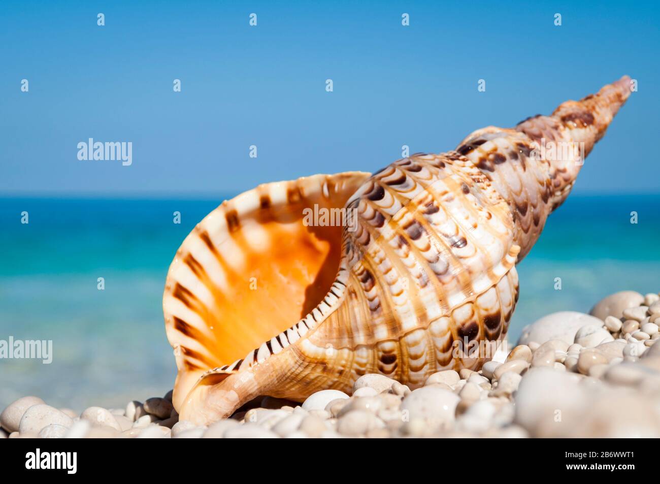 Orange triton shell with strong tiger markings standing upright on bright smooth pebble Mediterranean beach Stock Photo