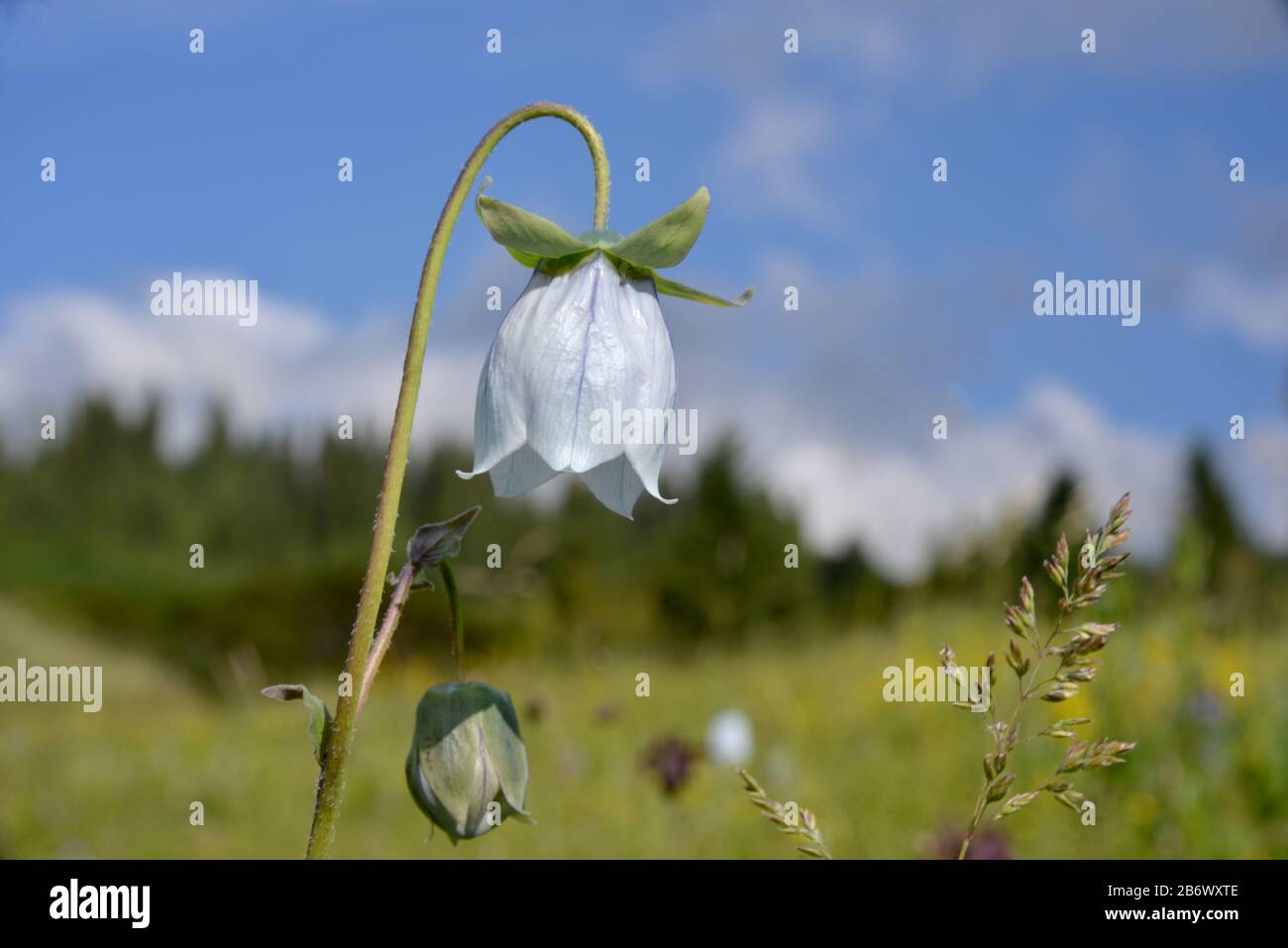 The bell-flower is situated against the nature background. This is a Codonopsis dicentraidea. Stock Photo